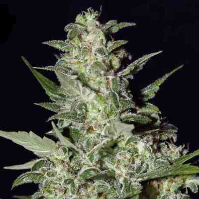 Super Critical Automatic > Green House Seed Company | Autoflowering Cannabis   |  Indica